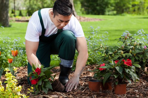 Healthy landscaped trees maintained by Tree Surgeons Crystal Palace