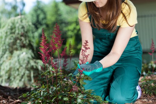 Skilled tree surgeons managing a tree near residential property