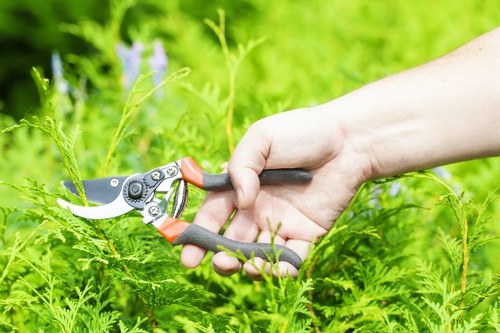 Professional hedge trimming for a local residential property